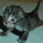 tolmy