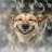 WOLF_SIDOROVICH_