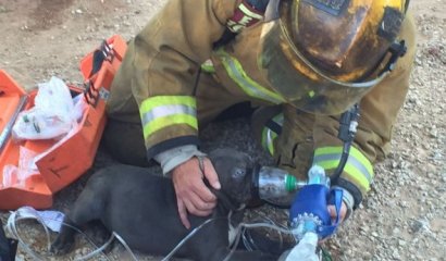 Valientes bomberos salvan a cachorro de incendio.
