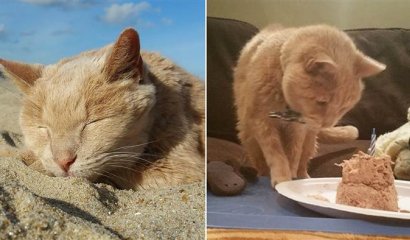 Tigger el gato al que la vida le sonrió nuevamente