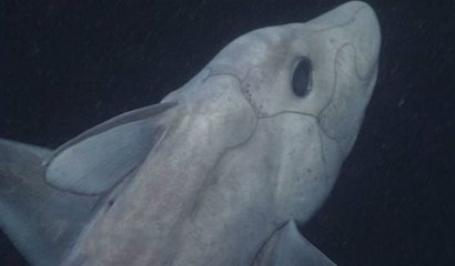 Filman tiburón prehistórico por primera vez