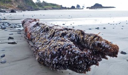 El Misterioso Monstruo Marino de Muriwai