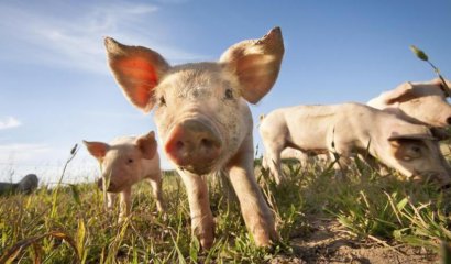 Conoce los 10 animales catalogados como los más inteligentes del mundo