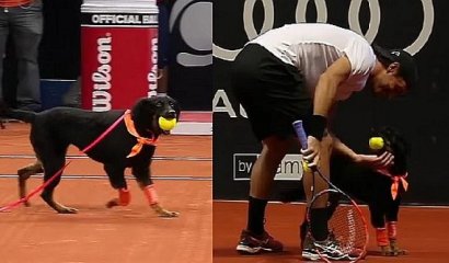 Brasil: torneo de tenis tendrá de protagonista a perritos como recogebolas