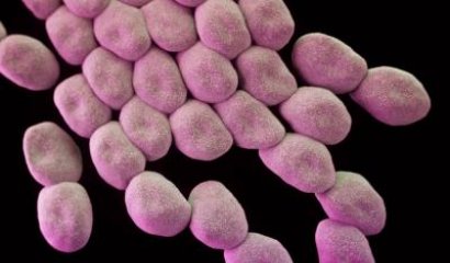 Las doce bacterias que ponen en riesgo la salud mundial