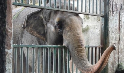 El elefante "depresivo" que ha vivido en soledad por 40 años en un zoológico