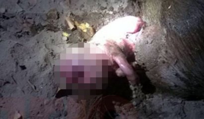 Conmoción tras nacimiento de un "cerdo humano" en Argentina