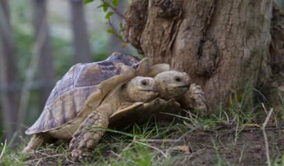 Conoce a Kianga una tortuga espectacular!