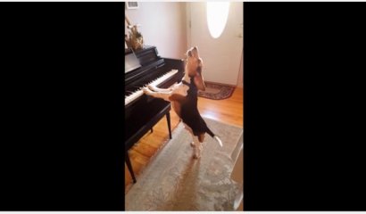 El simpático perrito beagle que toca piano y "canta" es viral en Youtube
