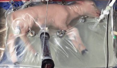 Un útero artificial permitirá reducir la mortalidad en bebés muy prematuros.