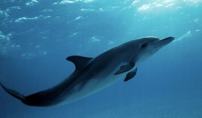 24 Datos tristes sobre animales que podrían sacarte una lágrima