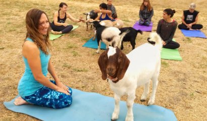 Hacer yoga con cabras, la nueva moda para combatir el estrés