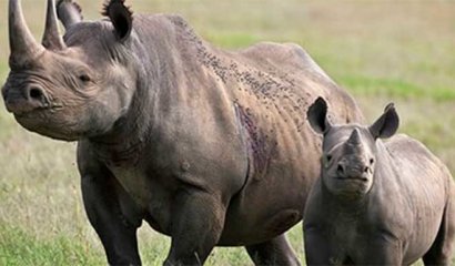 Conoce a las madres del reino animal con los embarazos más largos