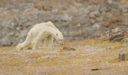 La agonia de un Oso Polar muriendo de hambre producto del calentamiento global