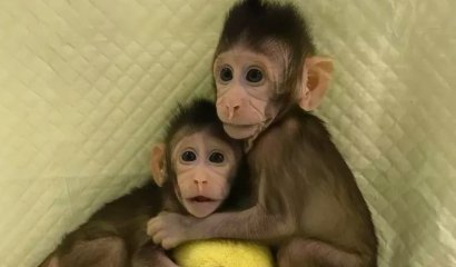 China acaba de clonar los primeros monos de la historia: Ya tienen 10 meses