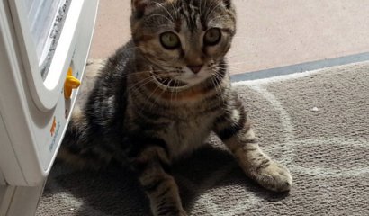 FUERTES IMAGENES: Sádica matanza de gatos en sector Lonco de Concepción: partieron a felino con un cuchillo