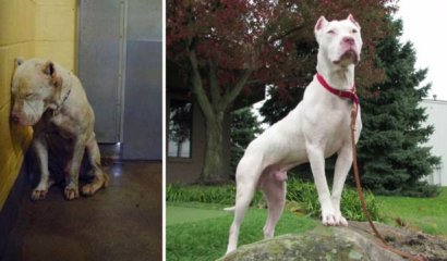 La adopción cambia drásticamente la vida de cualquier perro