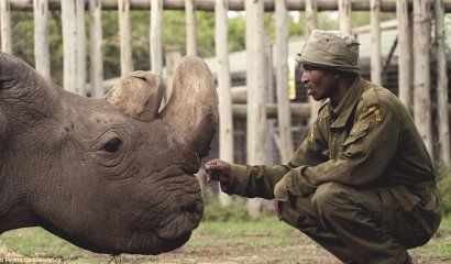 Muere en Kenia el último macho de rinoceronte blanco del norte