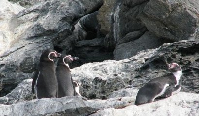 Un proyecto minero en Chile amenaza la reserva de Humboldt, el último paraíso