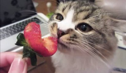 Conoce las frutas y verduras permitidas para los gatos