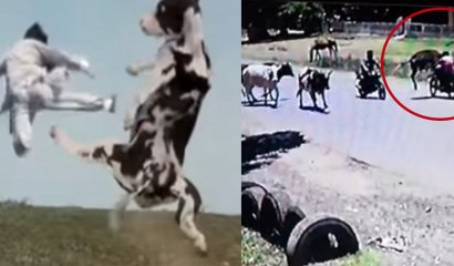Vaca "karateca" derribó a mujer que transitaba en plena calle