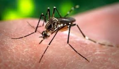 Picaduras de insectos: ¿Qué síntomas deben alertarnos?