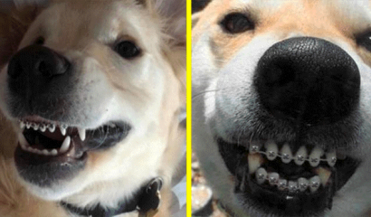 ¿Sabías que existen los brackets para perros?