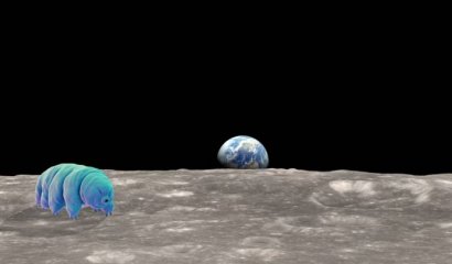 Hay miles de tardígrados en la Luna y todo se debe a un accidente humano