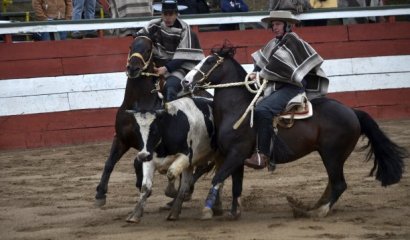 Rodeo Chileno, ¿deporte de la élite o tortura?