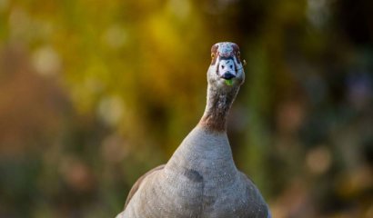 La risa "malvada" de un pato que se volvió viral
