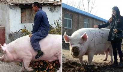 China cría cerdos gigantes como «osos polares» para combatir la escasez de carne