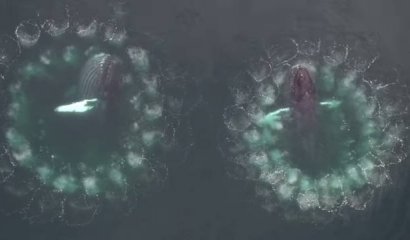 Increíble video muestra a una ballena usando burbujas como trampas de caza