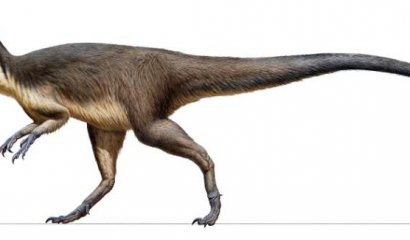 Hallazgo insólito: encuentran plumas fosilizadas de dinosaurios cerca del Polo Sur