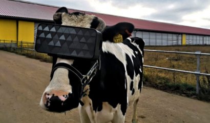 Usan lentes de realidad virtual en vacas y les hacen creer que son libres. Así producen más leche