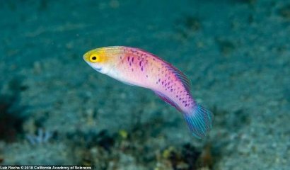71 nuevas especies de plantas y animales fueron descubiertas en el 2019.