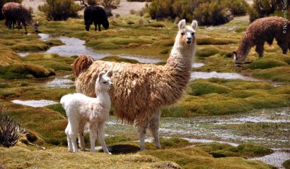 [FOTOS] 40 animales nativos de Chile