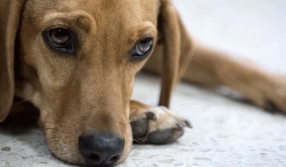 Hombre cancela boda porque la novia casi mata a su perro en la despedida de soltera