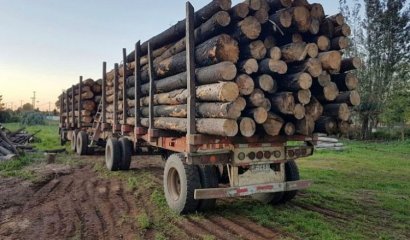 El lucrativo negocio de la madera robada que circula libre por rutas y tensiona al sur