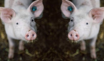 Científicos chinos producen los primeros cerdos clonados completamente por un robot.