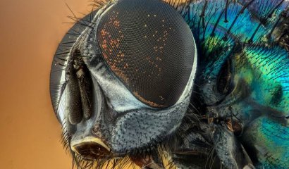 Científicos «hackean el cerebro de las moscas y logran controlar sus alas remotamente.