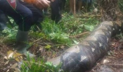 Impacto provoca registro que muestra cómo sacan el cadáver de una mujer del estómago de una pitón