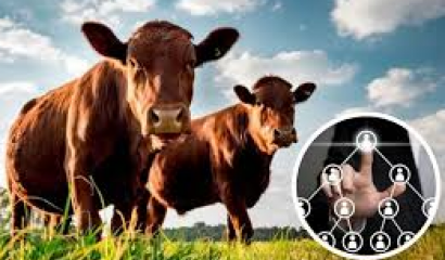 "Vacas virtuales", multimillonaria estafa piramidal escandaliza Uruguay.