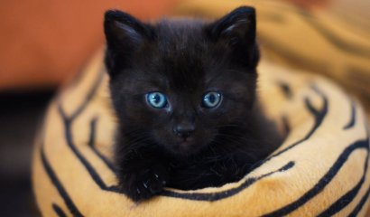 Por qué los humanos no domesticaron a los gatos… sino que fueron ellos quienes nos eligieron